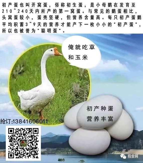 锦州种鹅蛋批发零售